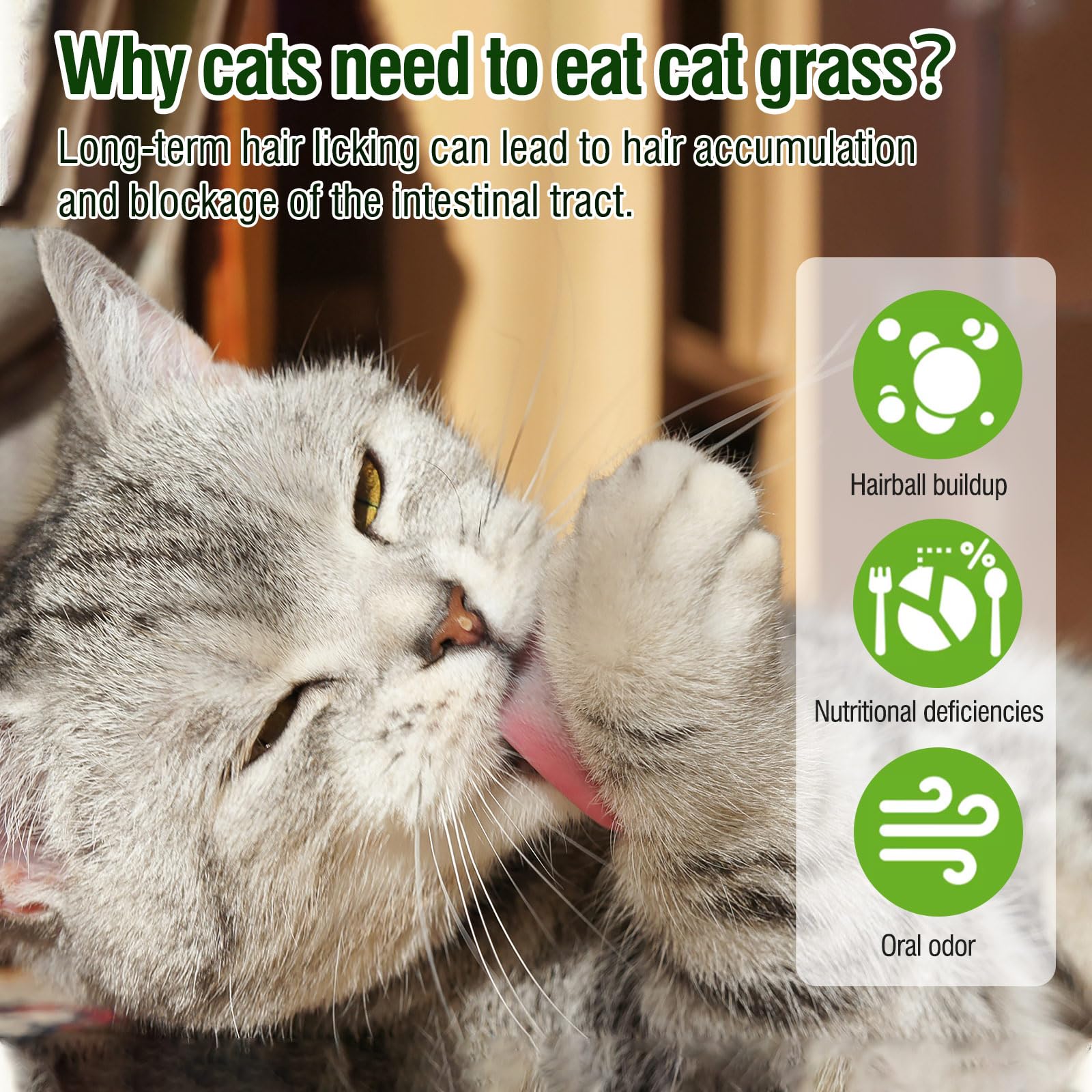 HavenJanny aliento fresco gato: snack sabroso