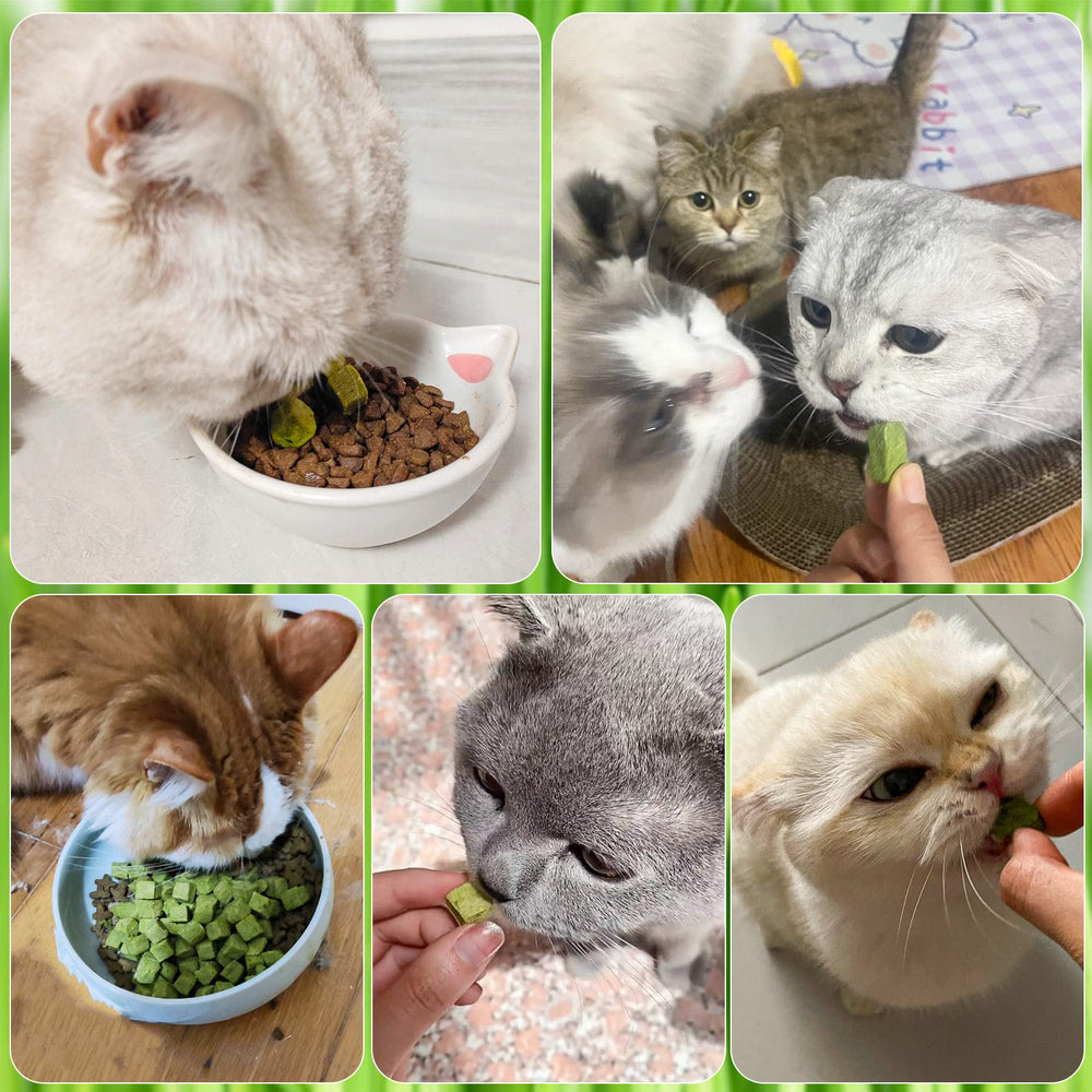 HavenJanny opción segura sin aditivos artificiales para gatos.
