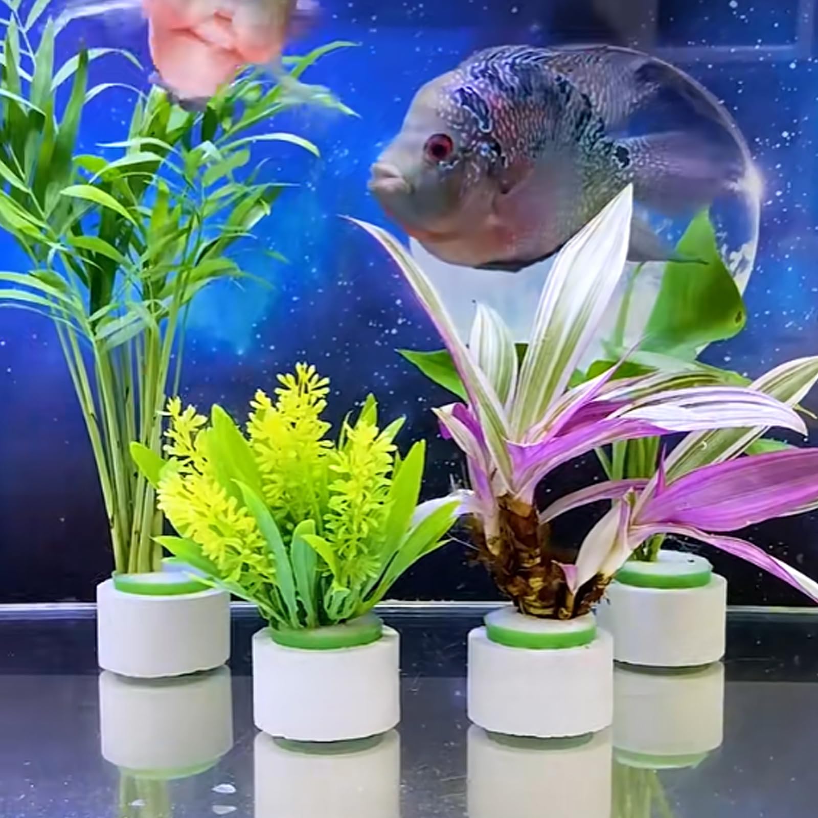 HEHIPLE estética del acuario mejora con paisaje ordenado.