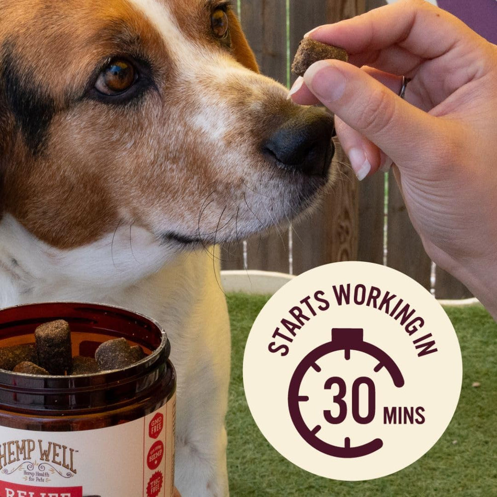 Hemp Well Relief en acción: perro activo y saludable.