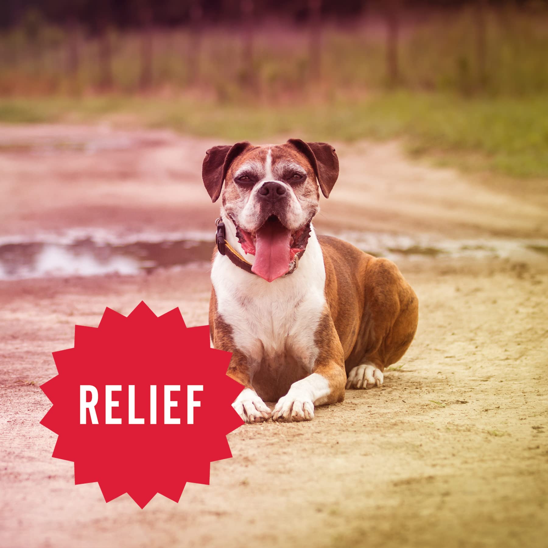 Hemp Well Relief: apto para perros grandes y pequeños, administración sencilla.