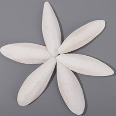 HEQU pieza individual de hueso de sepia, tamaño 9,5–10,4 cm