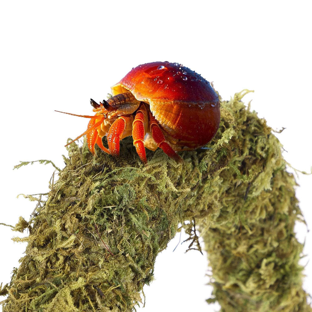 HERCOCCI plantas de soporte, tres unidades para rutas de exploración seguras