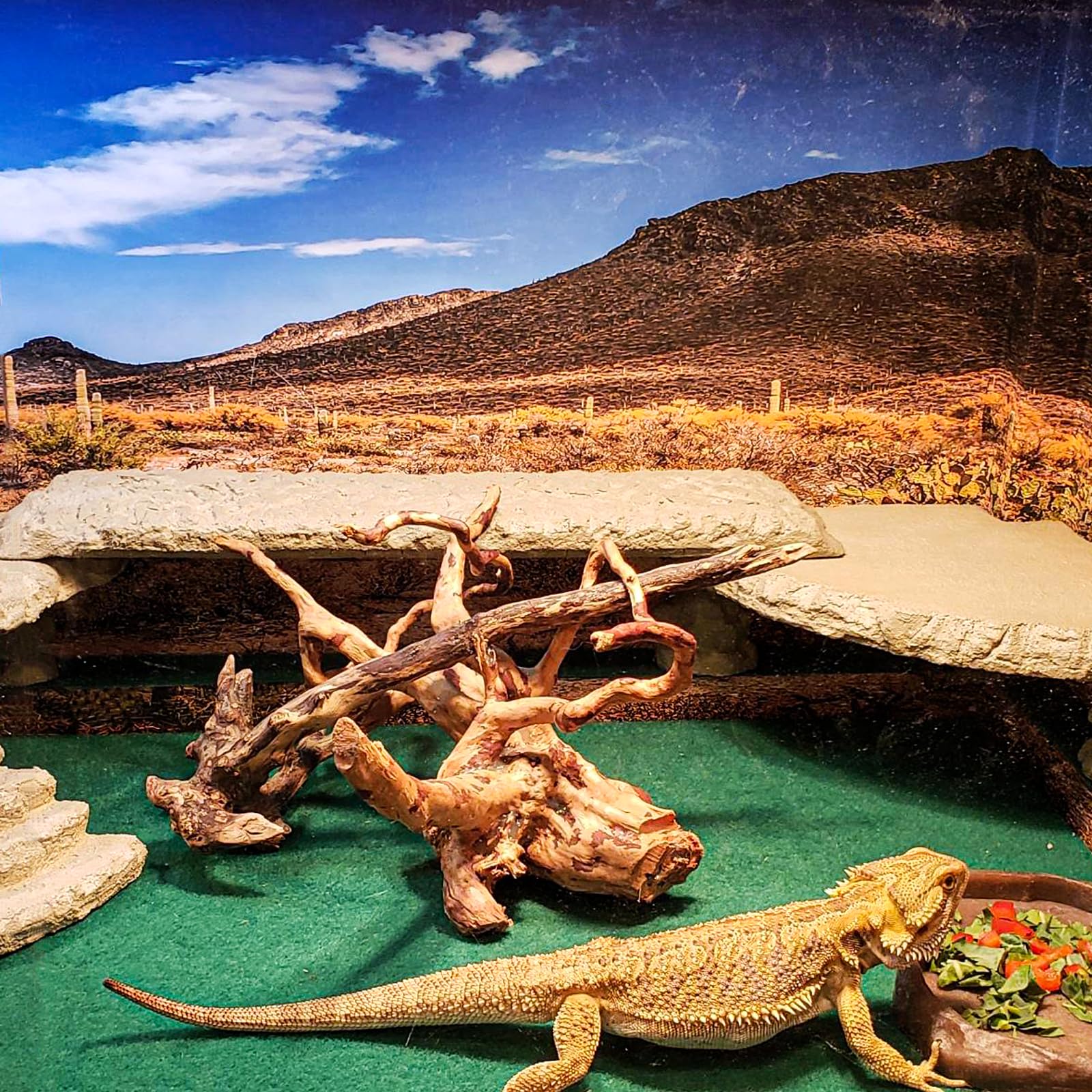 Alfombra HERCOCCI para terrario, fácil de limpiar y mantener.
