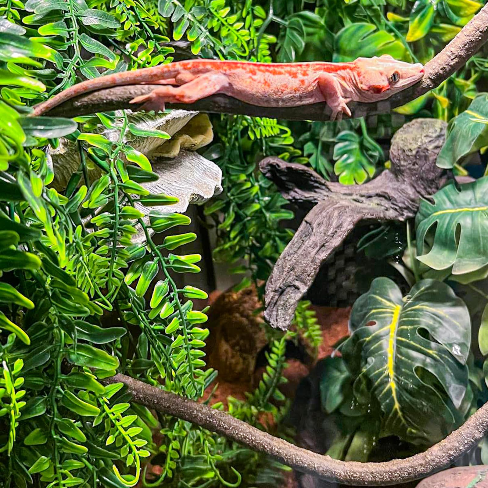 Hojas suaves tipo seda de HERCOCCI realzan el paisaje del terrario