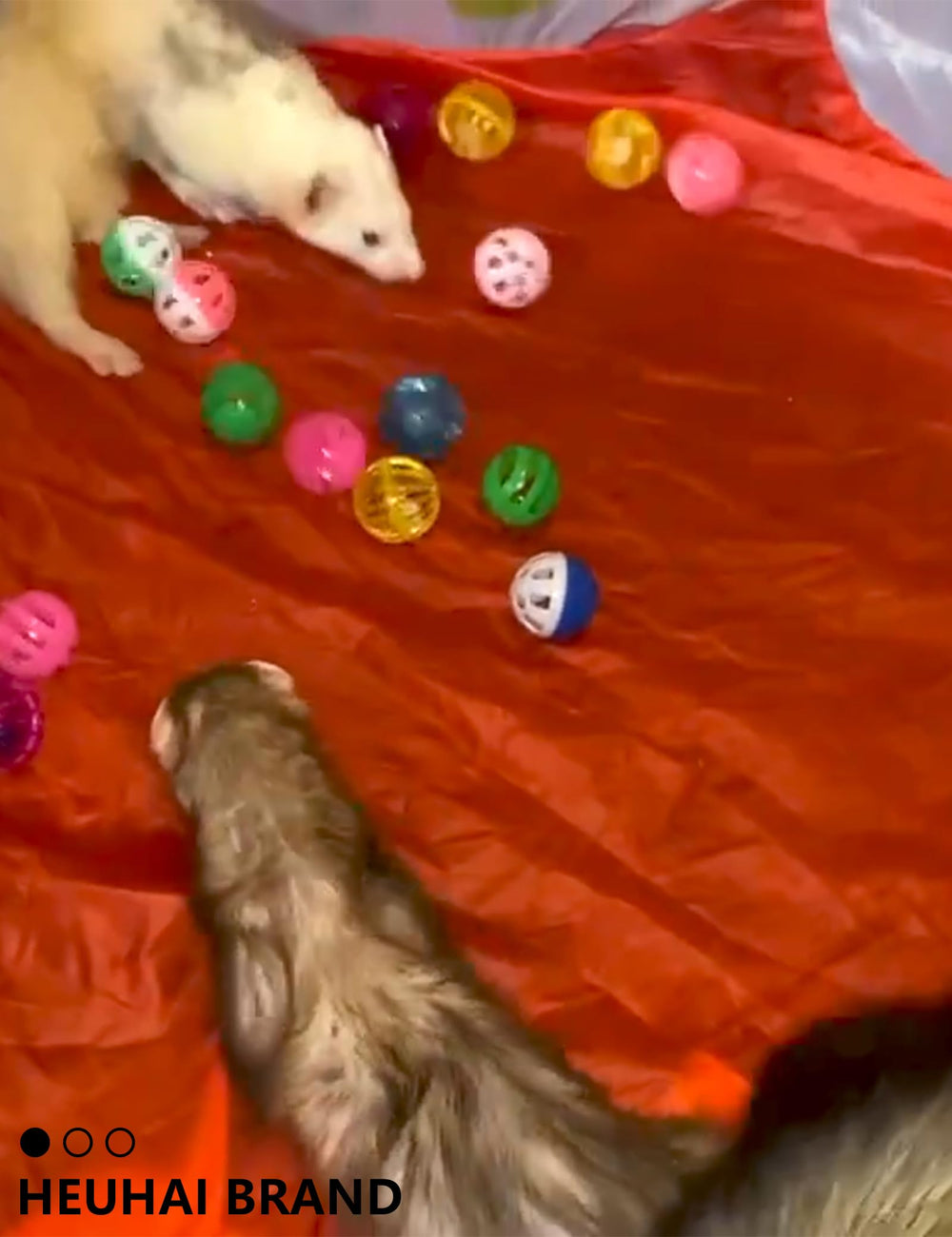 HEUHAI bolas de diámetro 1.5-2.2 pulgadas para hurón en juego diario.