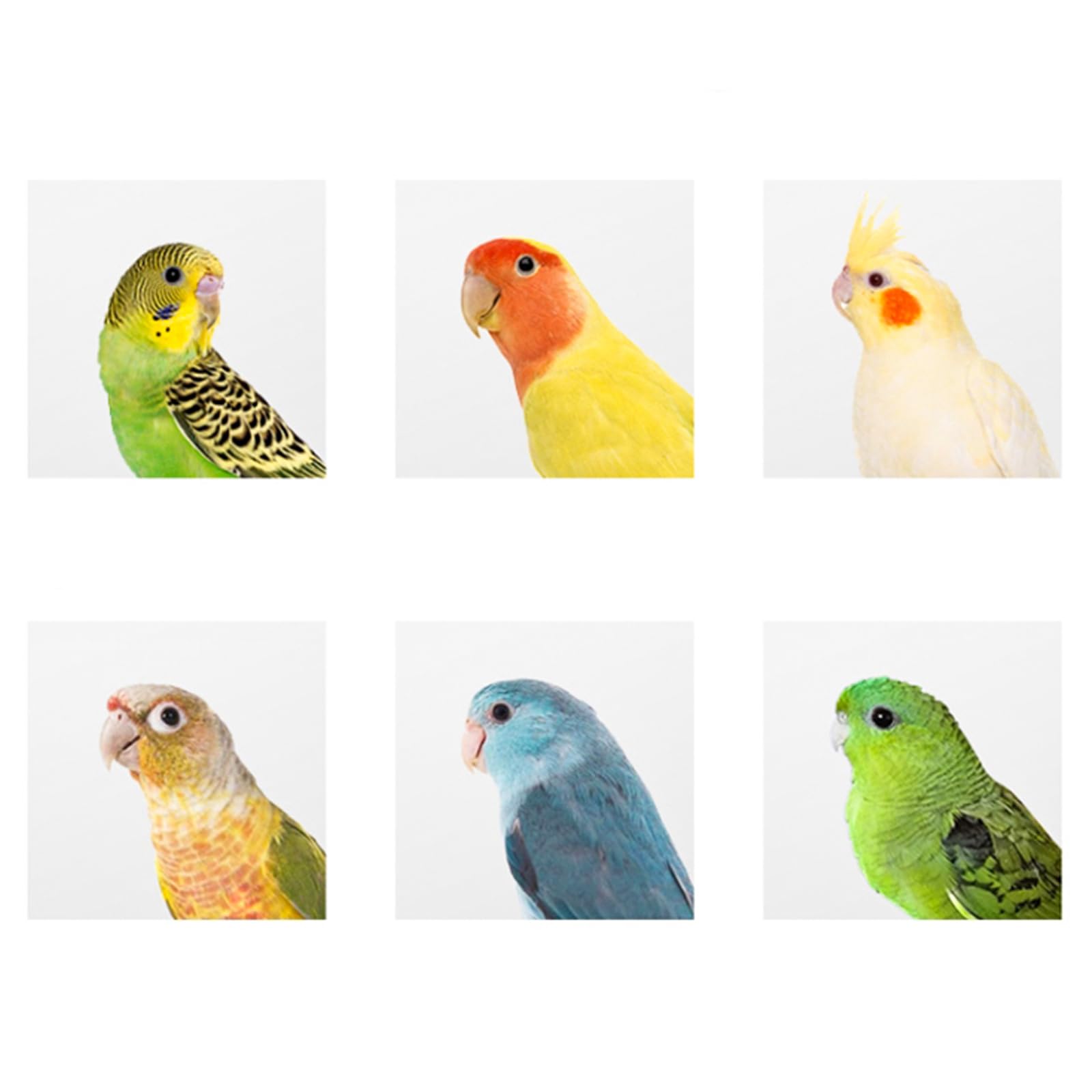 Hiceeden caja nido, superficie lisa y sin costuras para aves pequeñas.