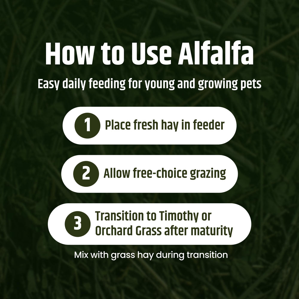 High Desert Alfalfa Hay para cobayas, sabor suave.