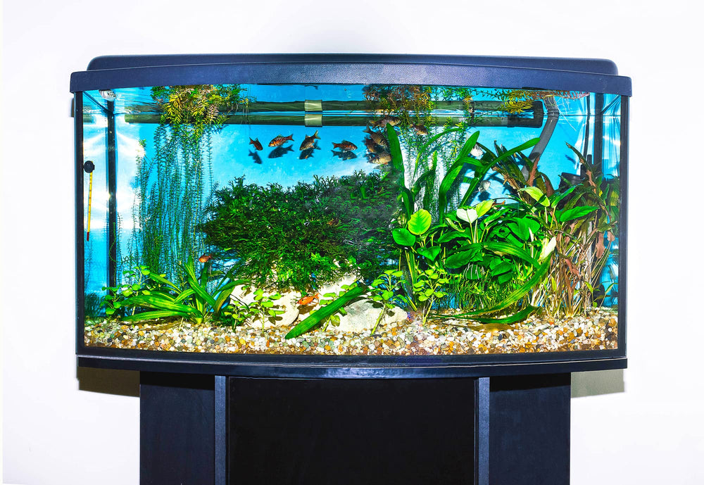 Vitamina E en pellets flotantes Hikari Cichlid Excel