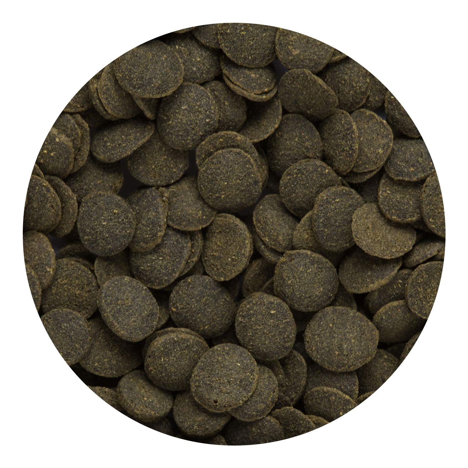 Hikari Mini Algae Wafers en acuario, favorece hábitos de alimentación regulares.