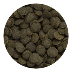 Hikari Mini Algae Wafers en acuario, favorece hábitos de alimentación regulares.