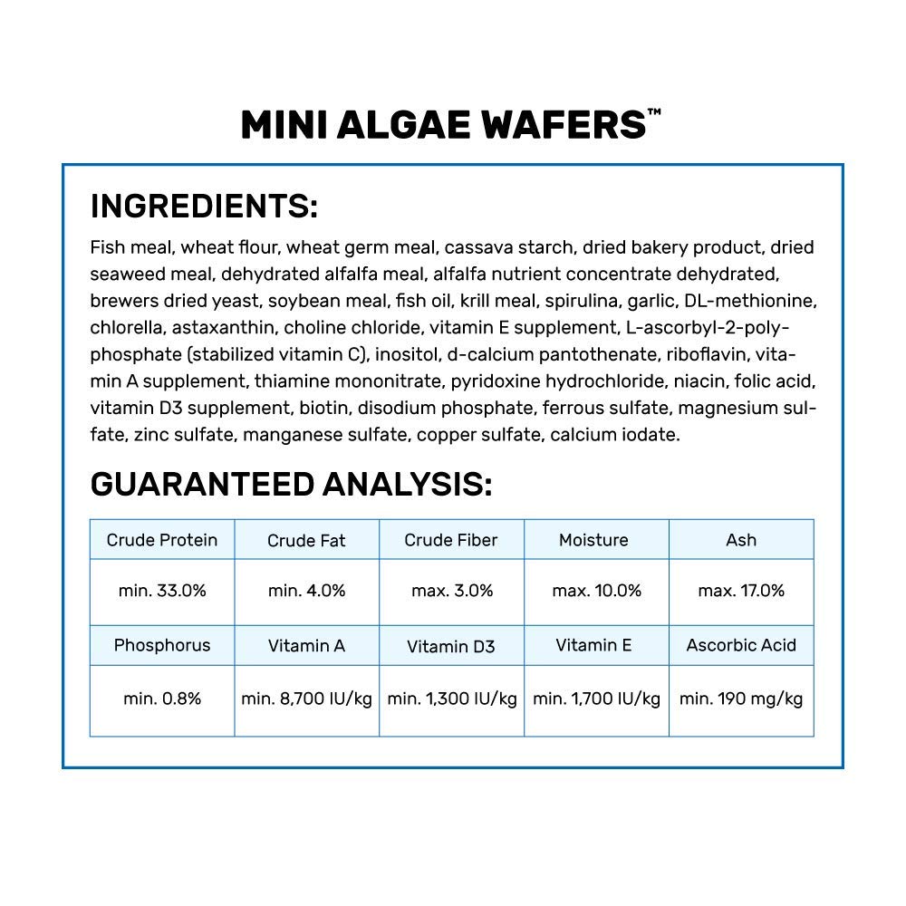 Hikari Mini Algae Wafers en acción; peces consumen obleas lentamente.