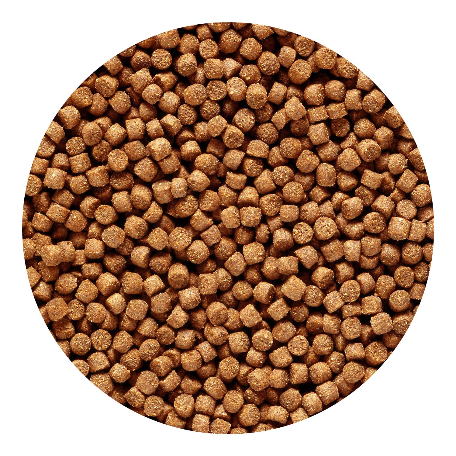 Realce la coloración natural de cíclidos con pellets dorados Hikari