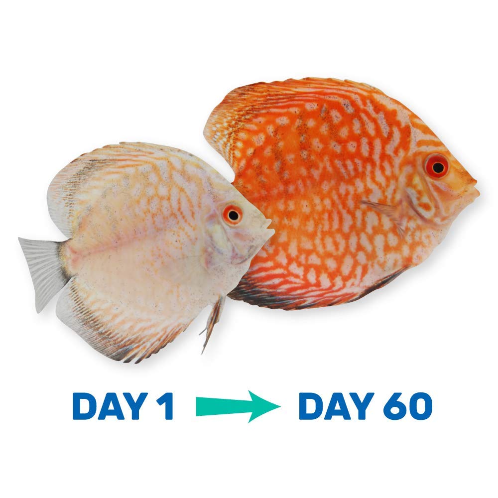 Peces alimentándose con Vibra Bites, fórmula atractiva para comida rápida.