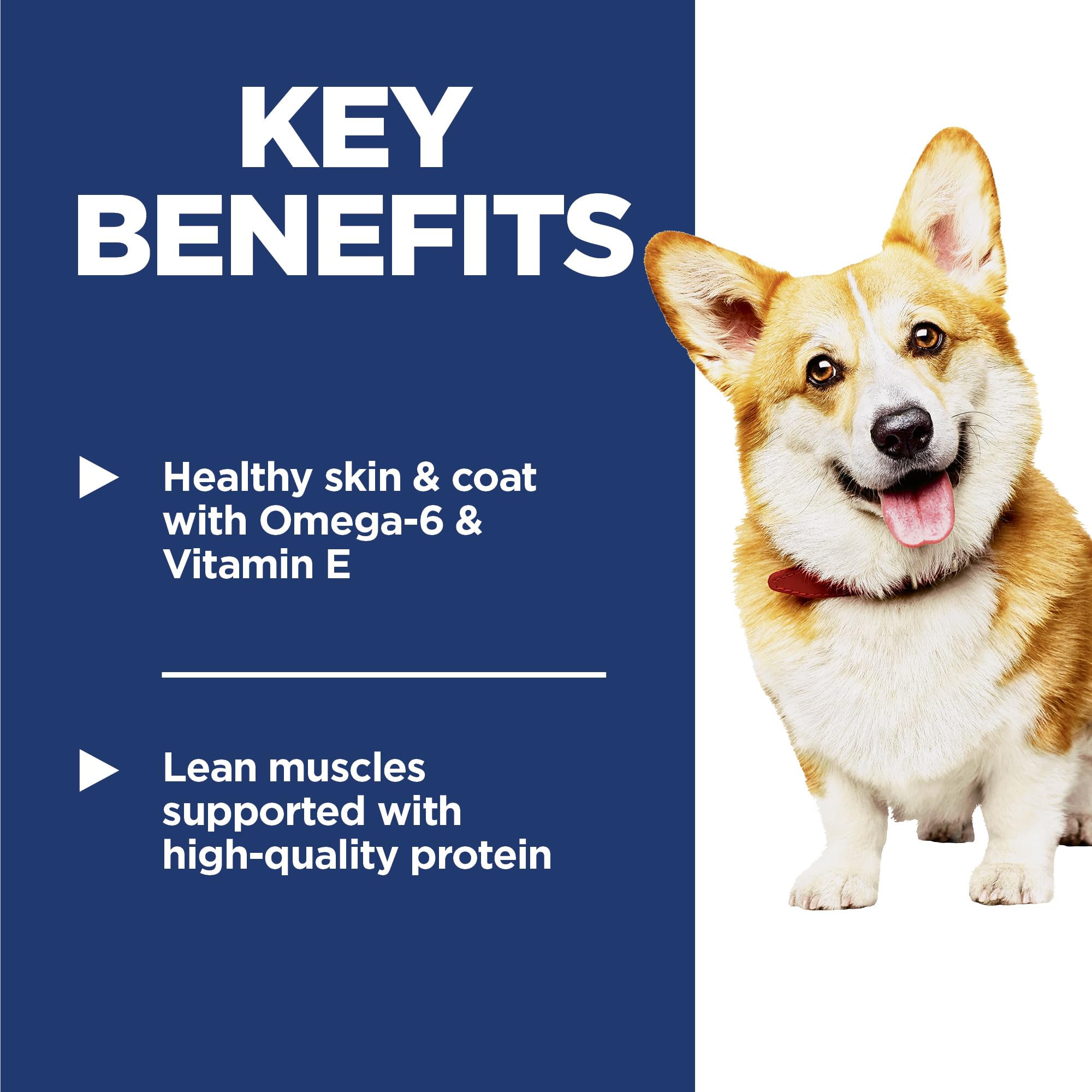 Hill's Science Diet bocados pequeños de pollo y cebada para masticación agradable.
