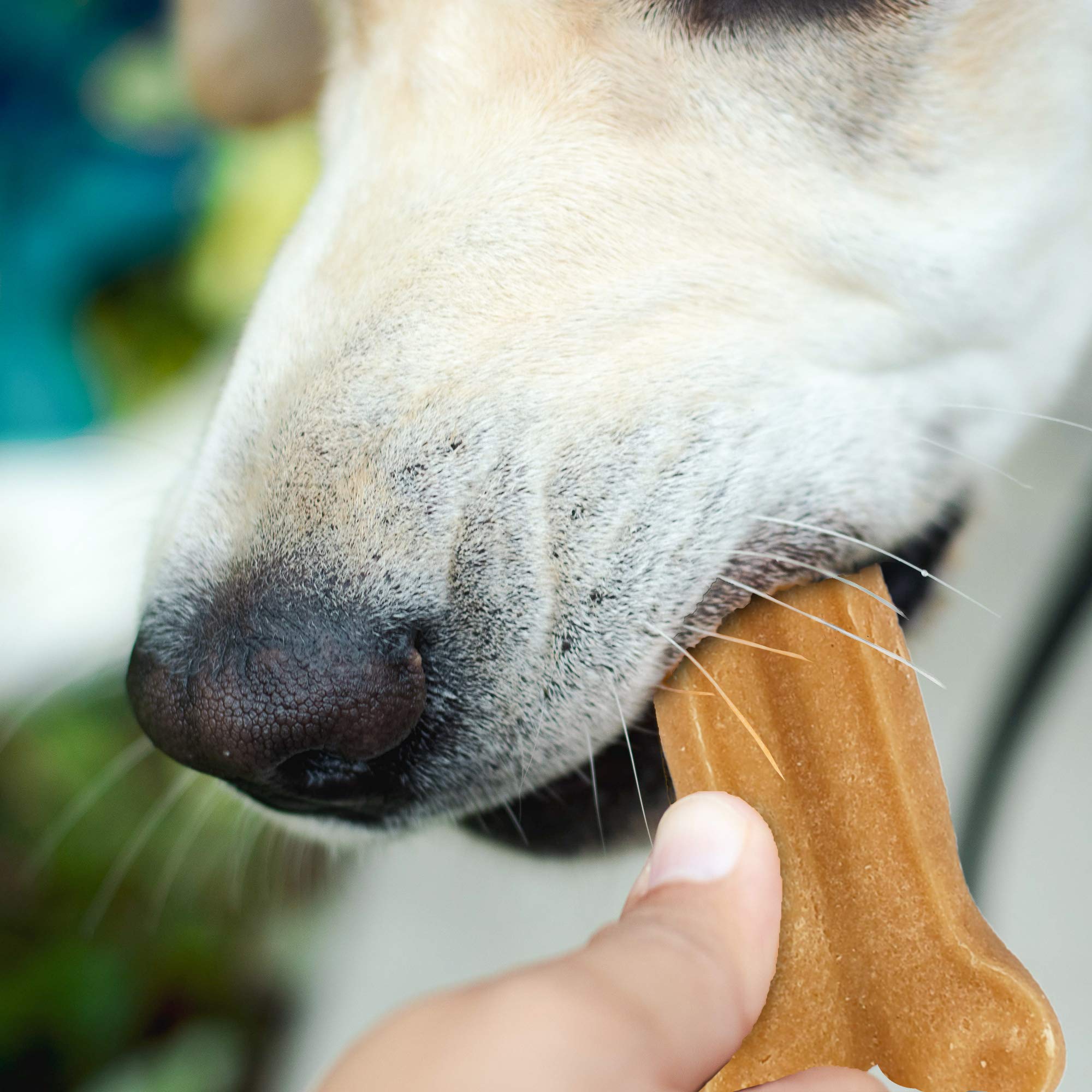 Himalayan Dog Chew Bone Grande, ingredientes naturales sin lactosa ni gluten.