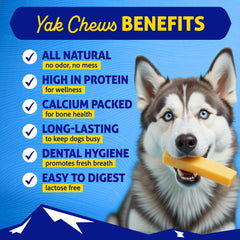 Himalayan Dog Chew con pollo: sabor sabroso y proteína de calidad para perros.