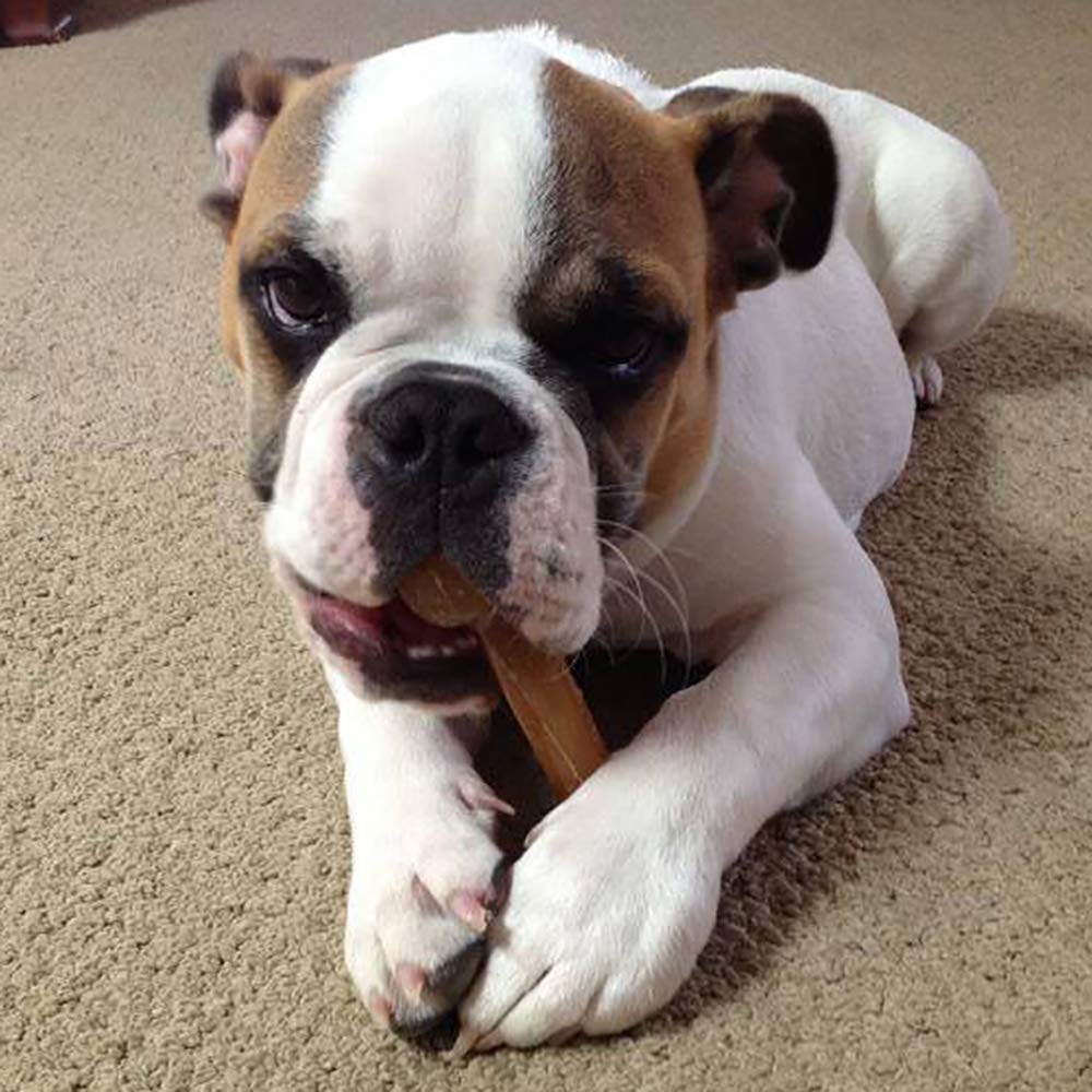 Himalayan Dog Chew: opción sin lactosa para perros.