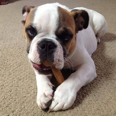 Himalayan Dog Chew: opción sin lactosa para perros.