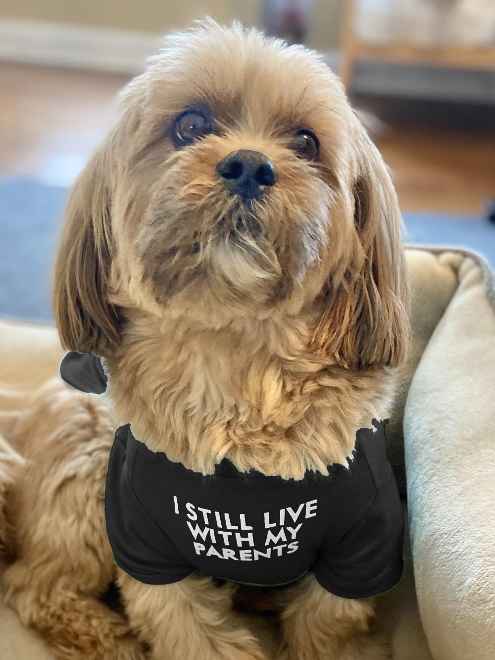 HipGirl camiseta para perro pequeño detalle suave, perfecto para sesiones de fotos.