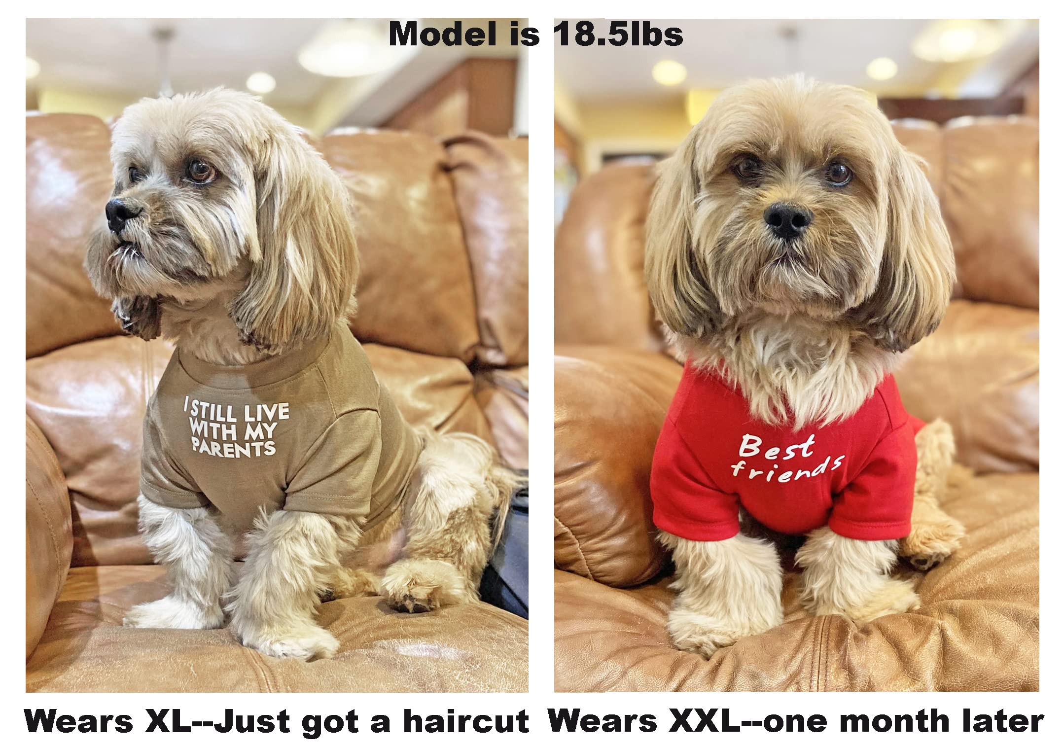 HipGirl camiseta para perro pequeño fácil de poner para vestir rápido.