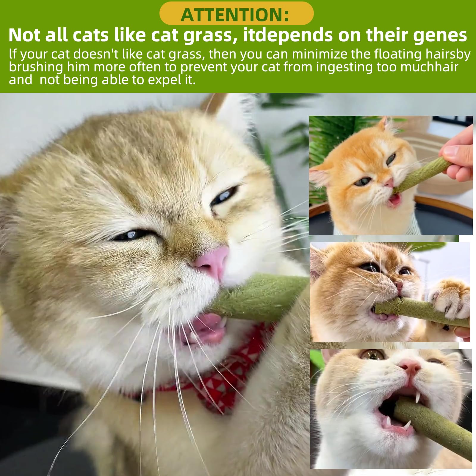 hkpetty juegos para gatos de interiores, perfecto para estimular limpieza dental y juego diario.