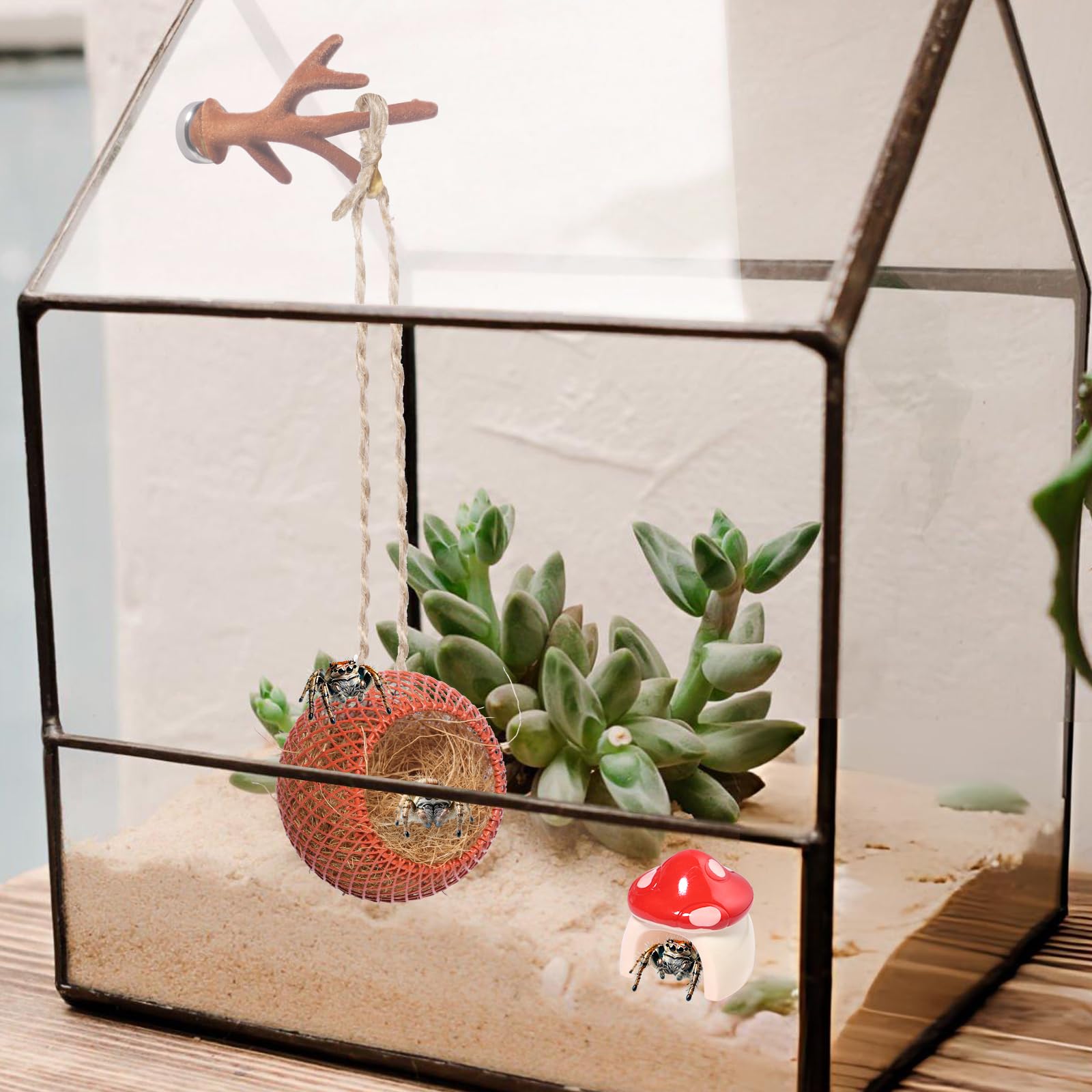 Hollima Anlter accesorios para arañas saltarinas, diseño seguro y funcional.