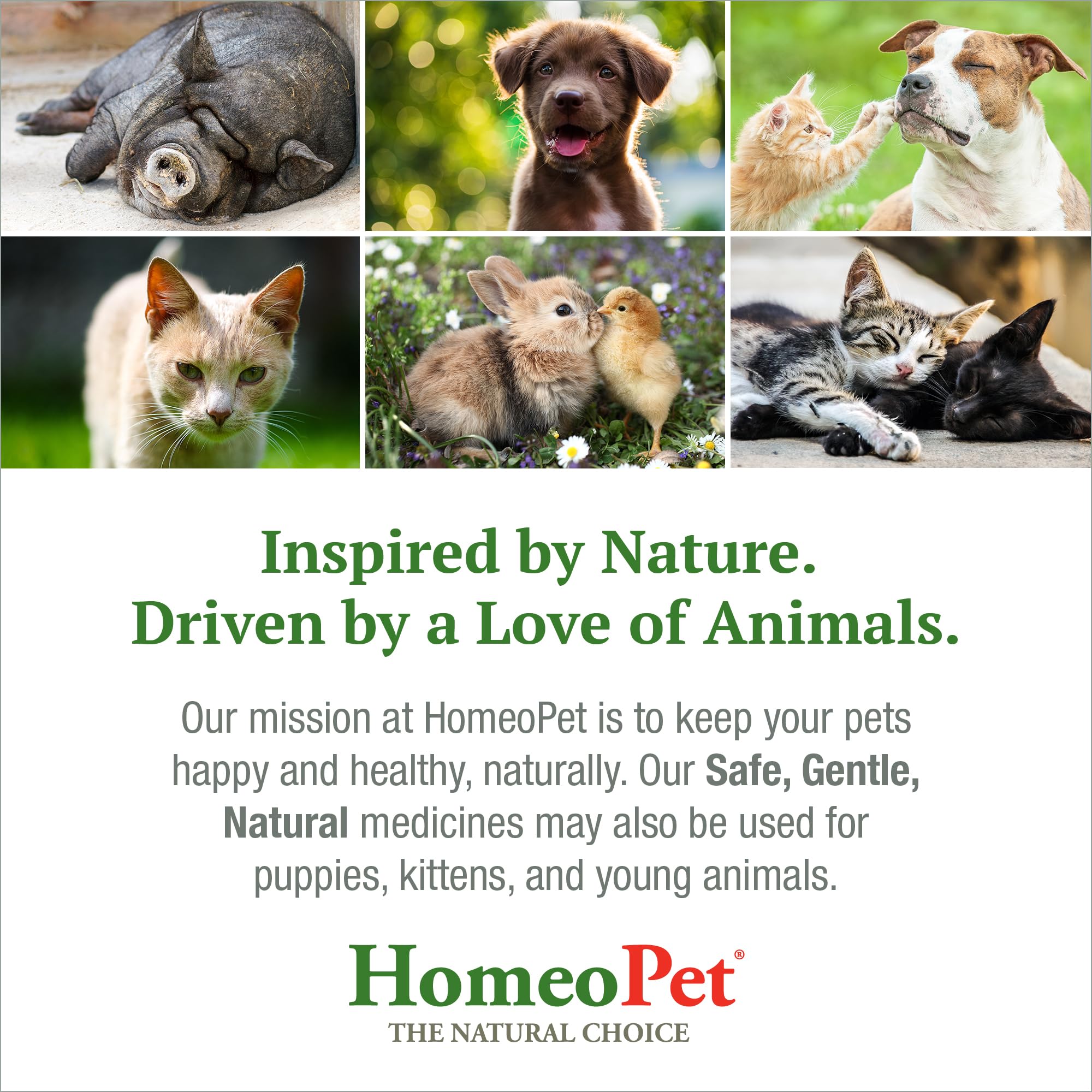 HomeoPet Digestive Upsets: fórmula natural para el bienestar diario de mascotas.