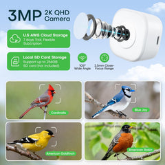 HomiQ camara 3MP en vidrio ventana para aves con detalle