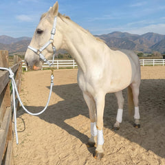 Horntack botas espinilleros caballo blanco cierres sistema gancho y bucle duradero