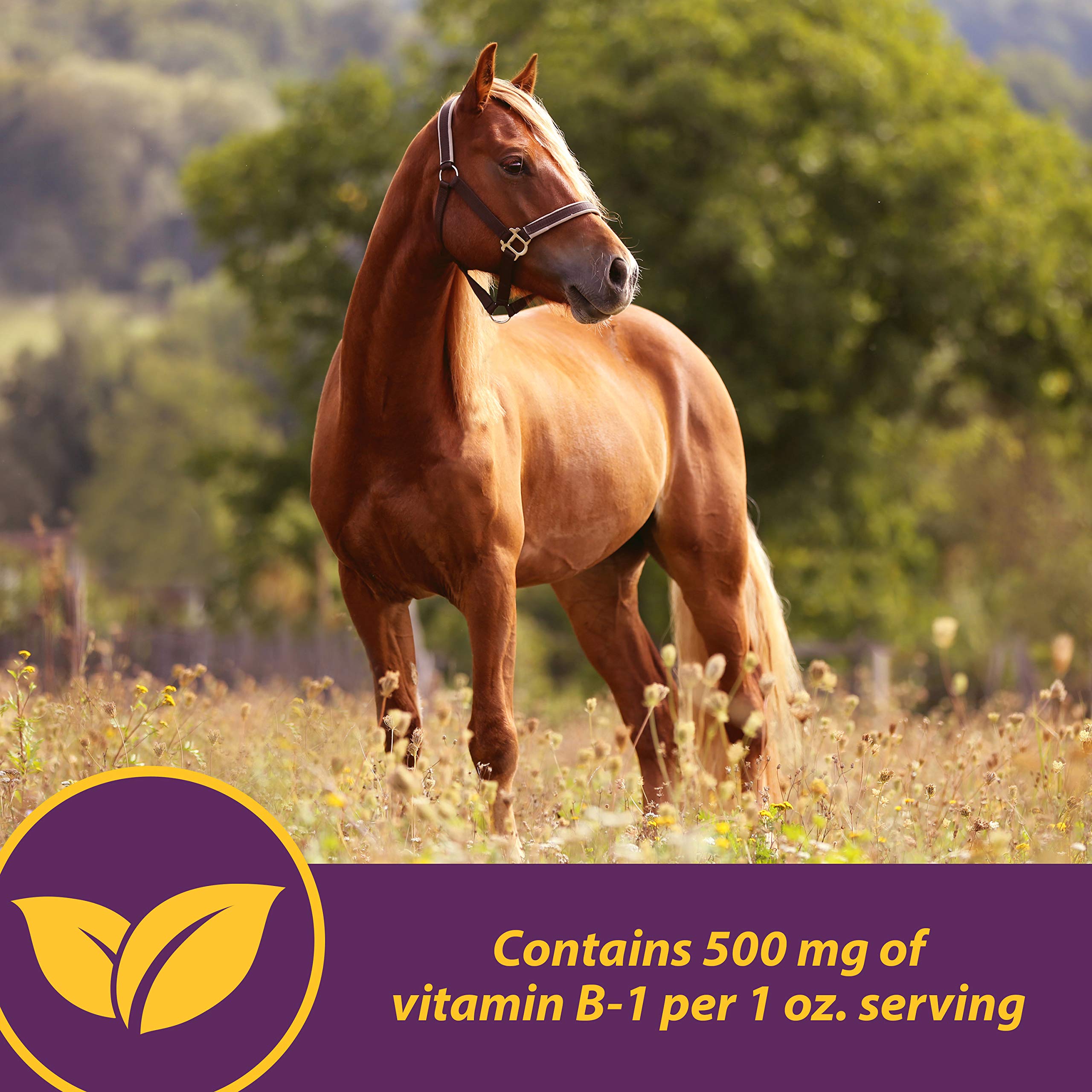 Horse Health Vita B-1 Crumbles etiqueta, dosis clara para una dosificación precisa.