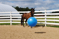Caballo interactuando con la bola azul Horsemen's Pride para entrenamiento.