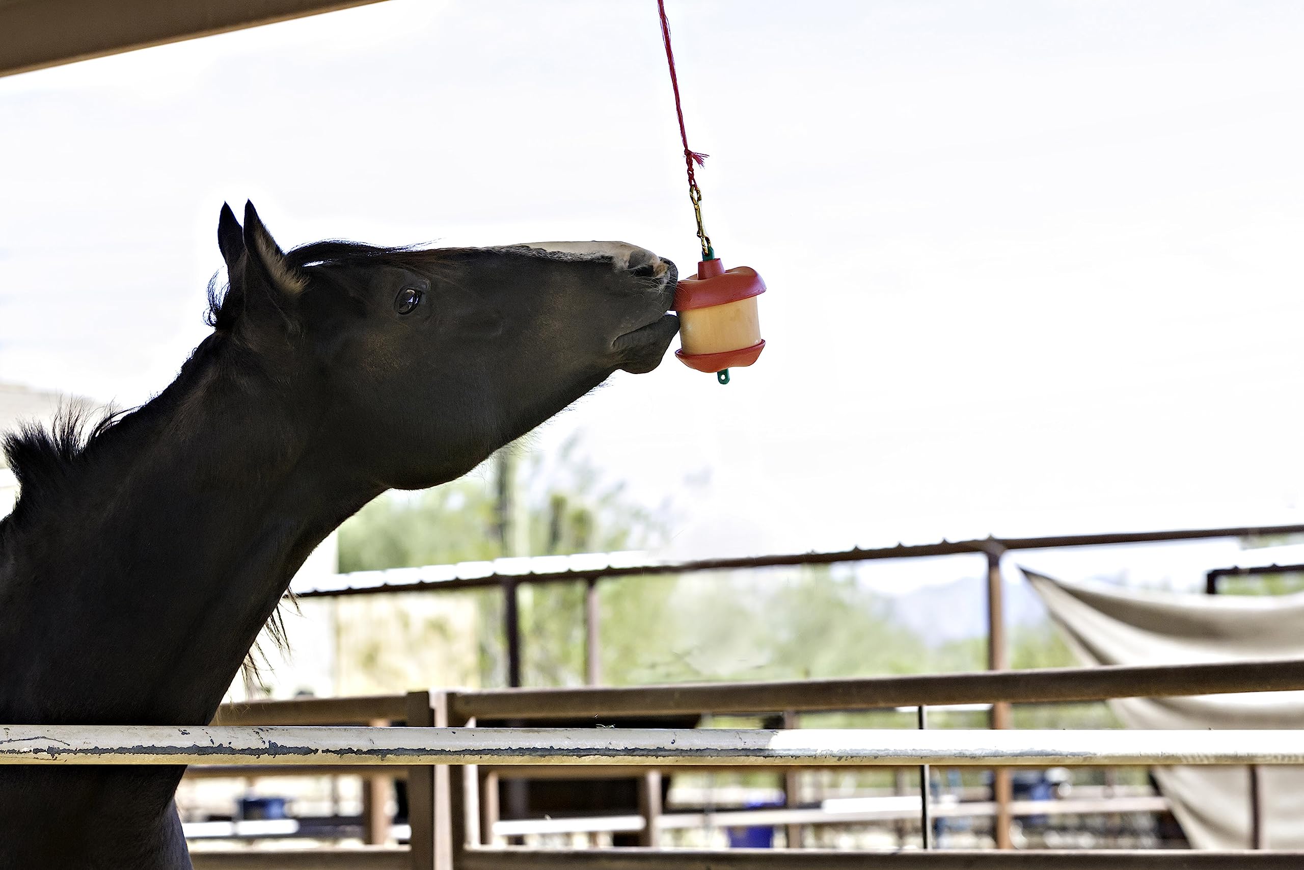 Premio con sabor a manzana de Horsemen's Pride para establo, distracción segura.