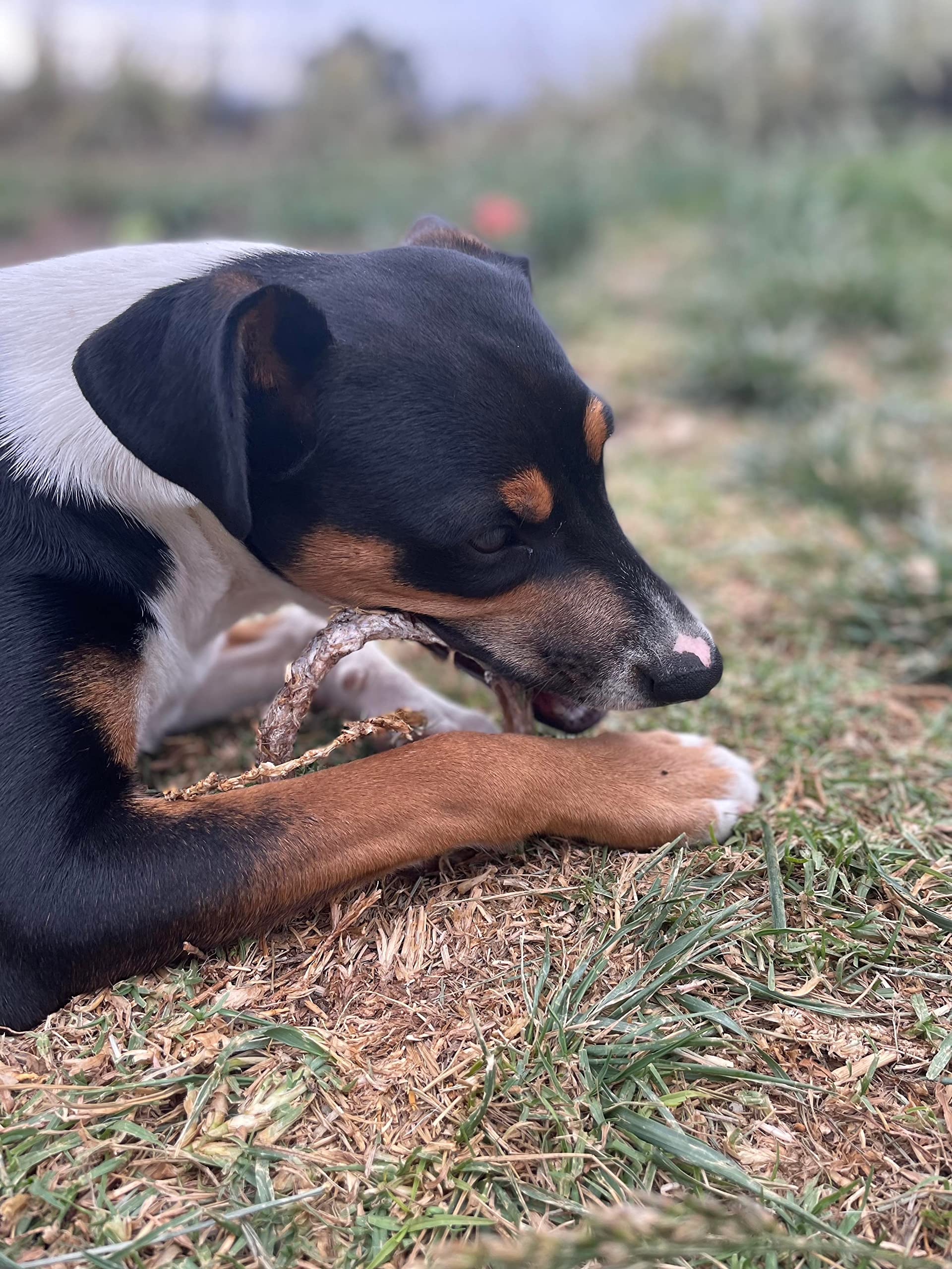 hotspot-pets anillo bully-stick para uso diario seguro.