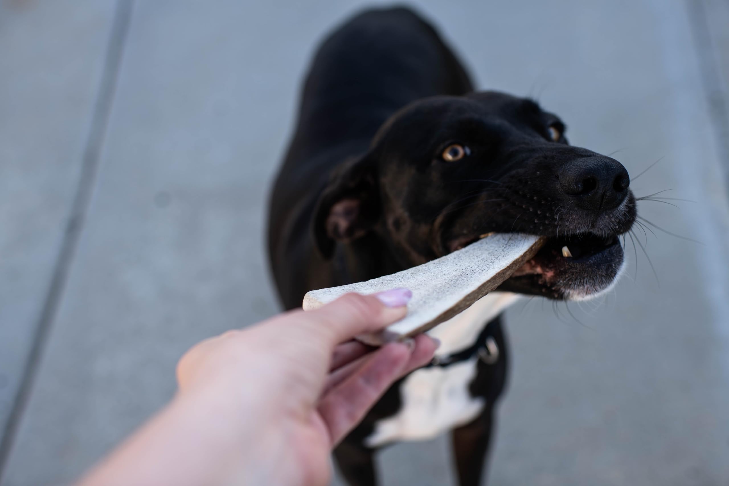 Hotspot Pets masticación de larga duración, ideal para perros activos.