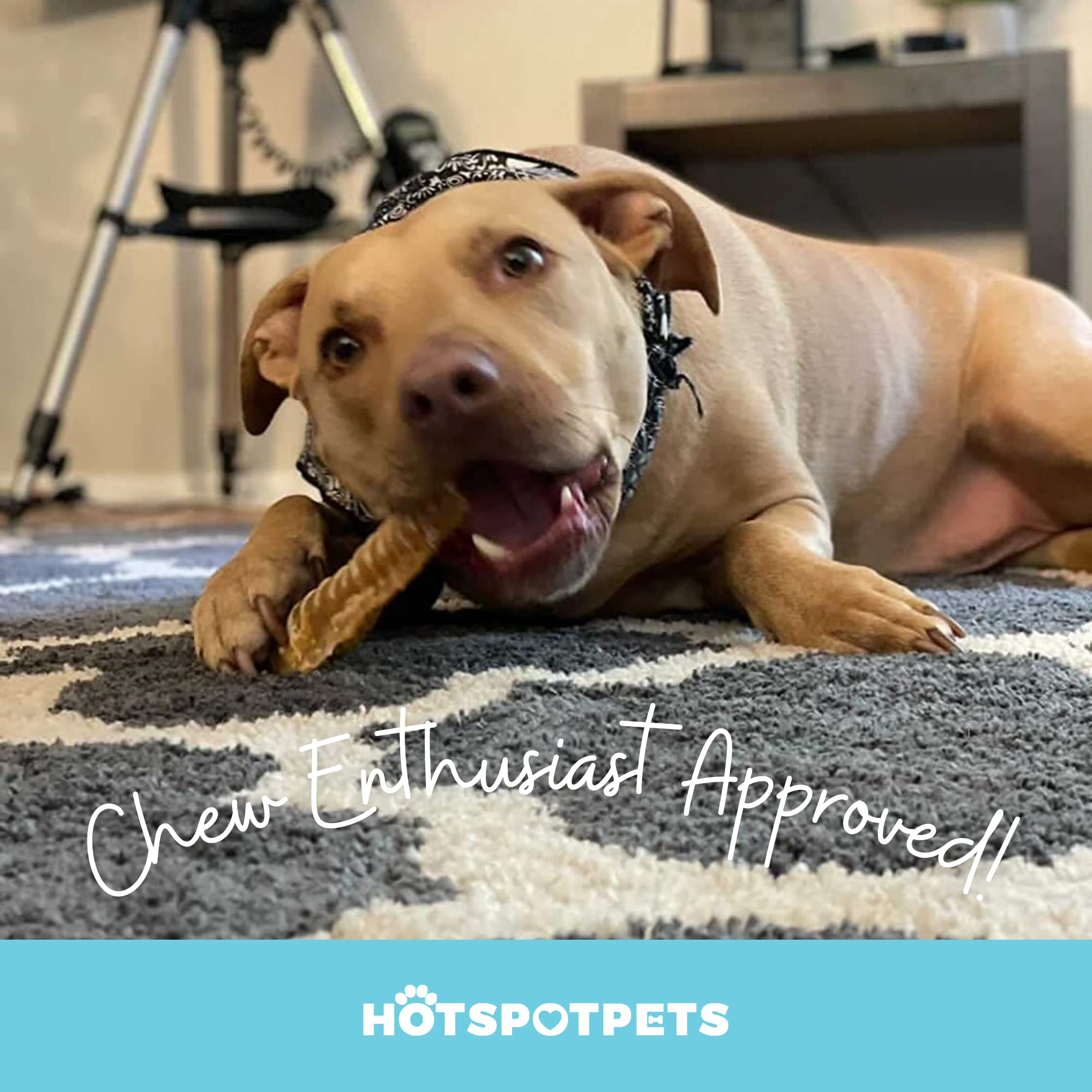 Hotspot Pets garantiza satisfacción y servicio confiable