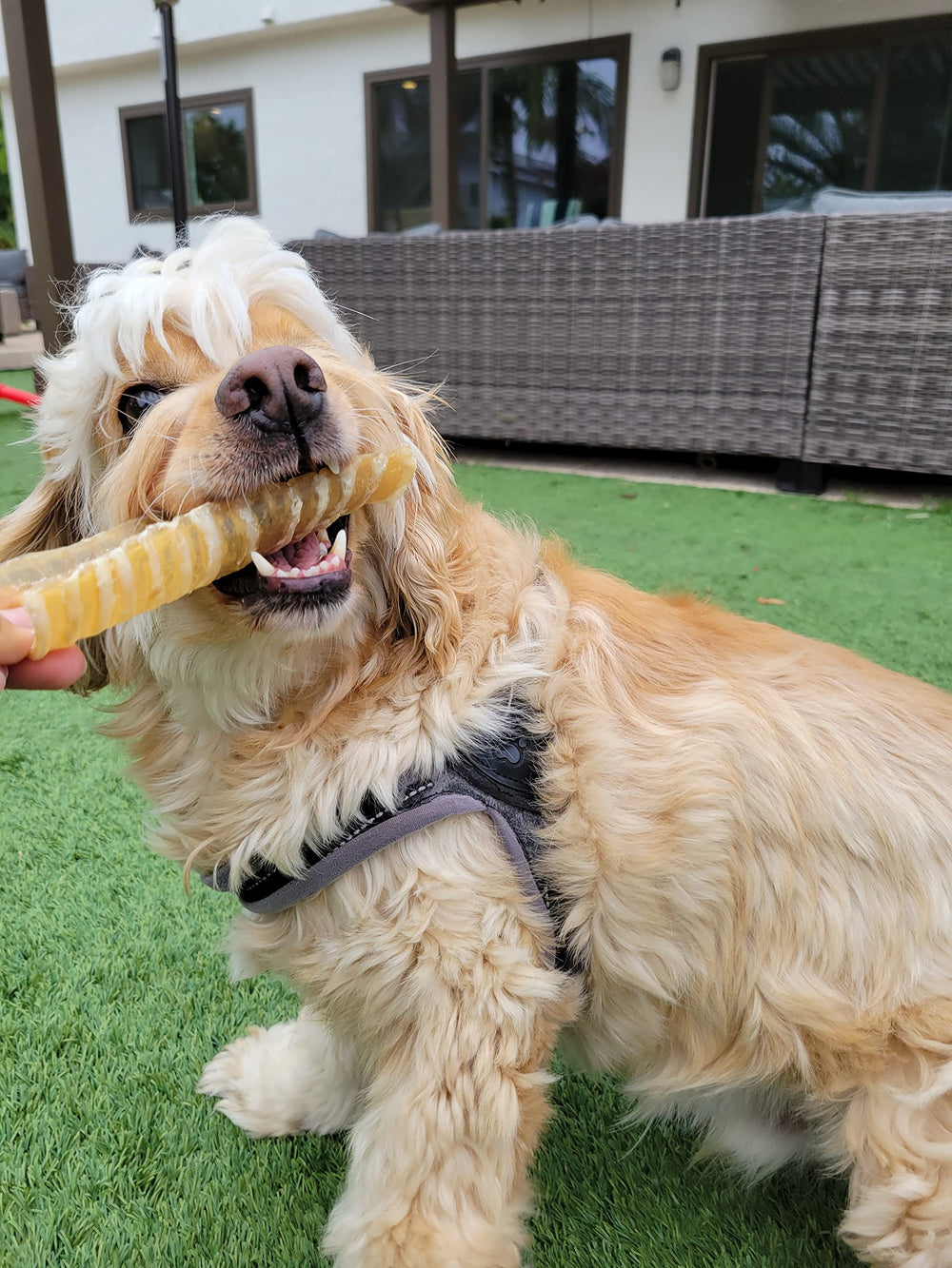 Hotspot Pets Res alimentado con pastura para calidad natural