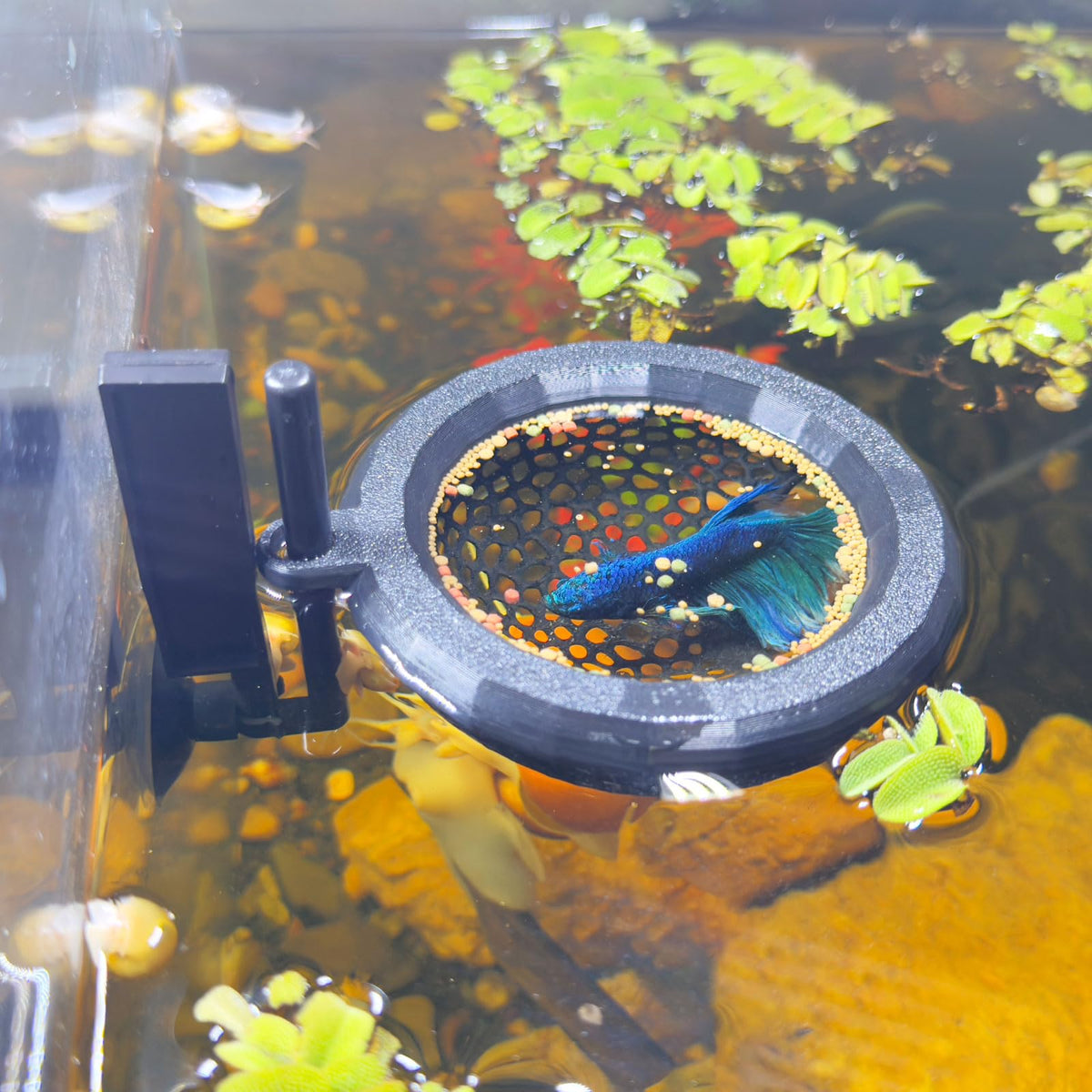 HOZOE cueva flotante para betta, refugio seguro y cómodo en el acuario