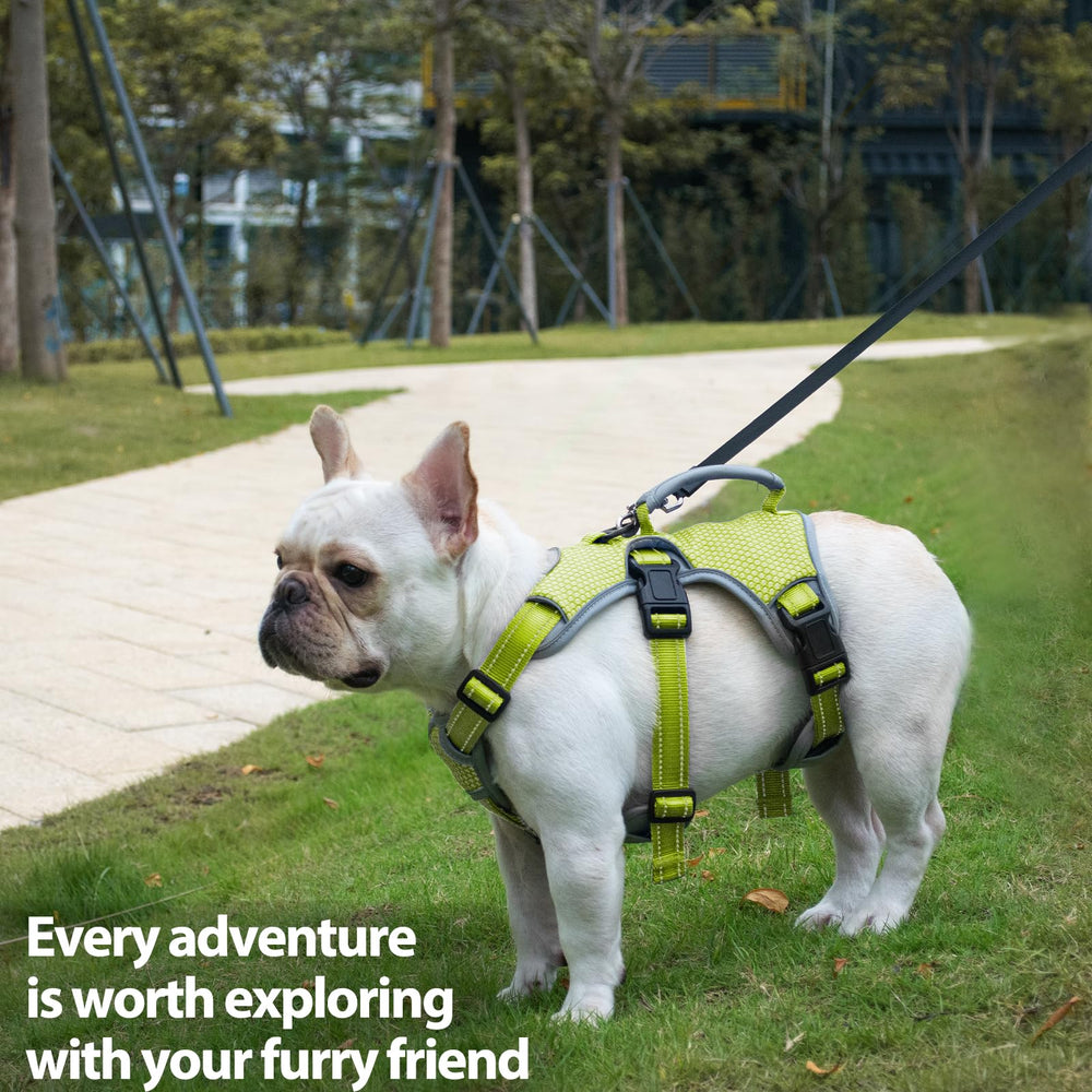 Huntboo uso diario en verde para paseos, entrenamiento y juego al aire libre