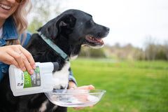 Hyalogic HyaFlex Pro perro en movimiento con apoyo articular.