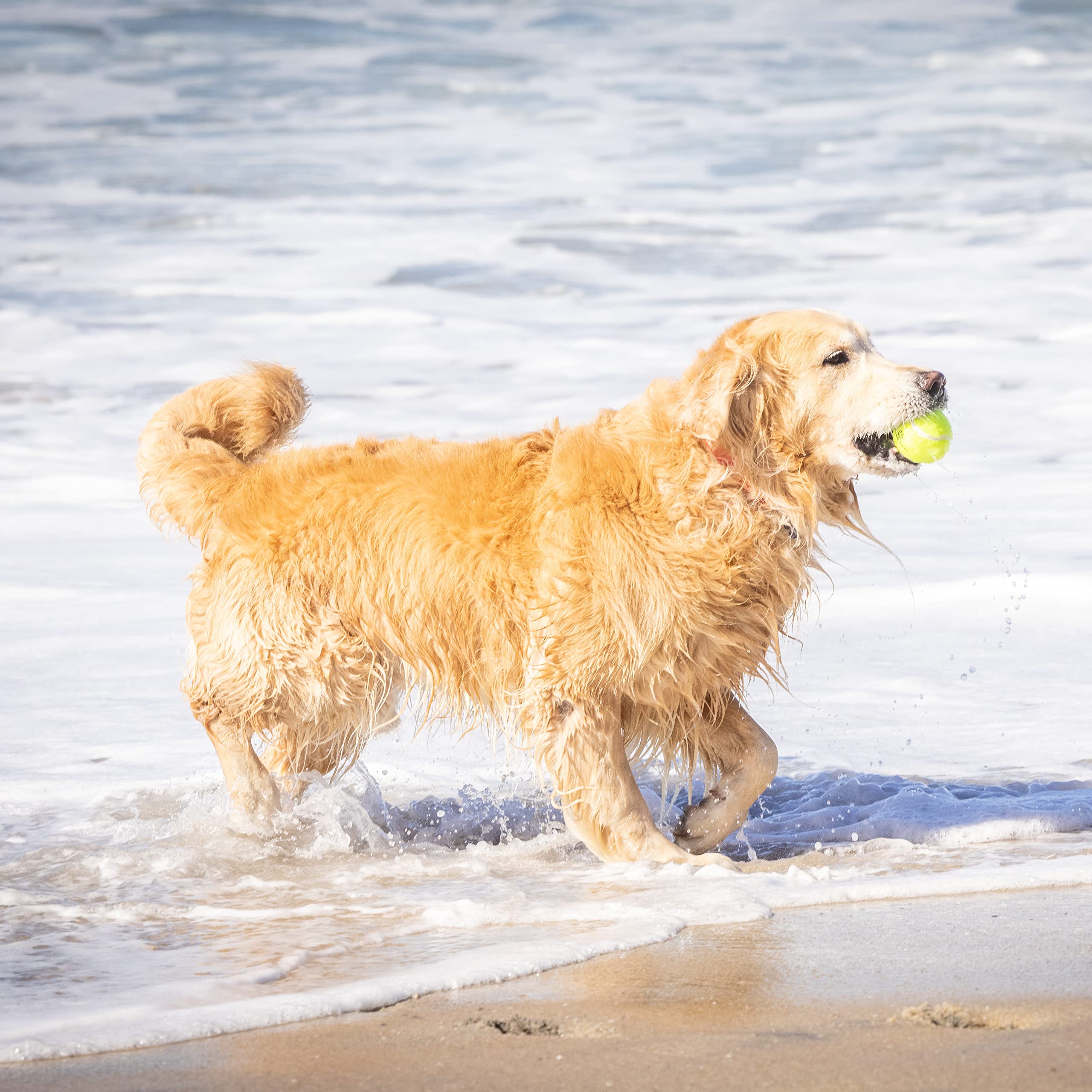 Hyper Pet bolas tenis para perros, flotan para juegos junto al agua.
