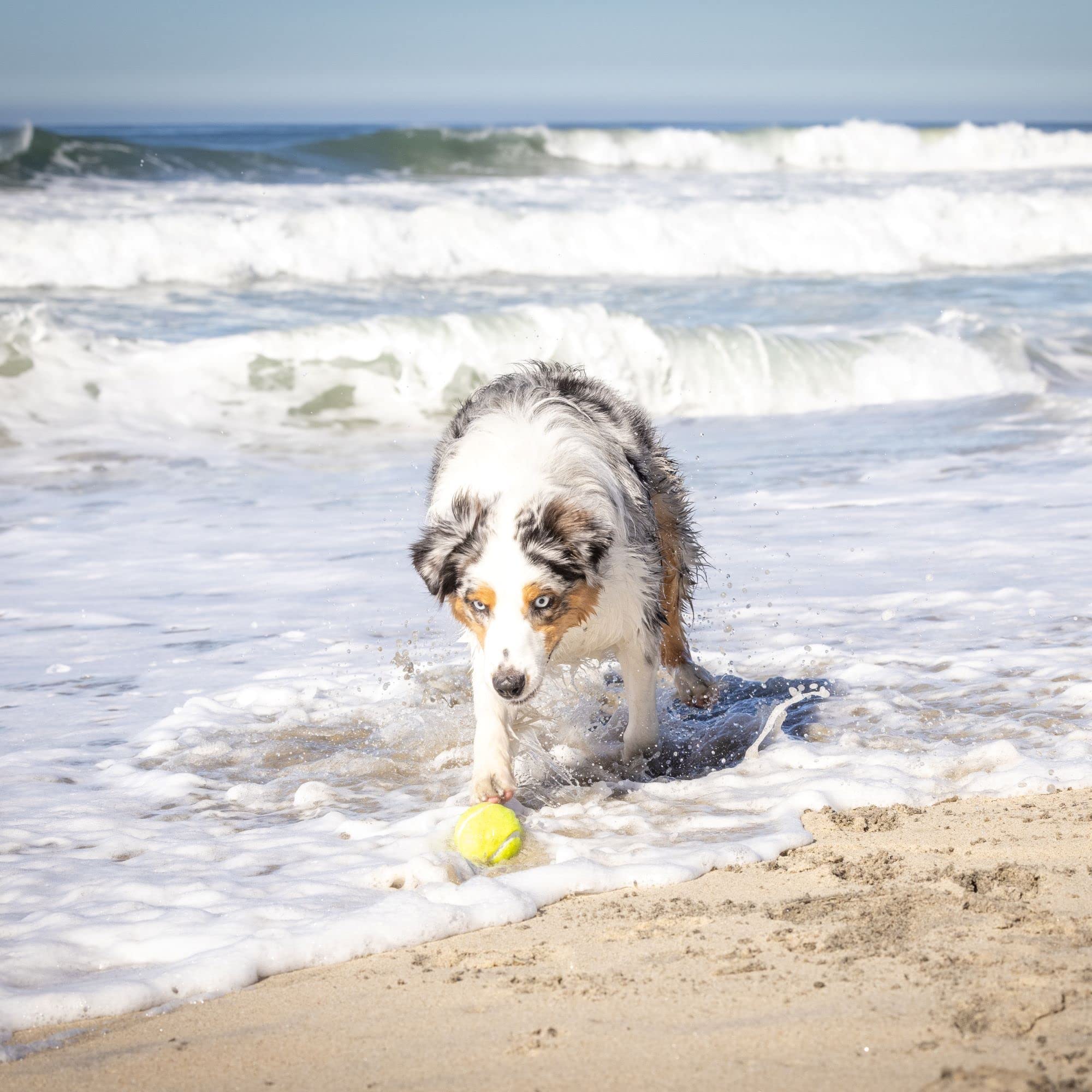 Hyper Pet K9 Kannon: lanzamiento con distancia ajustable para distintos escenarios