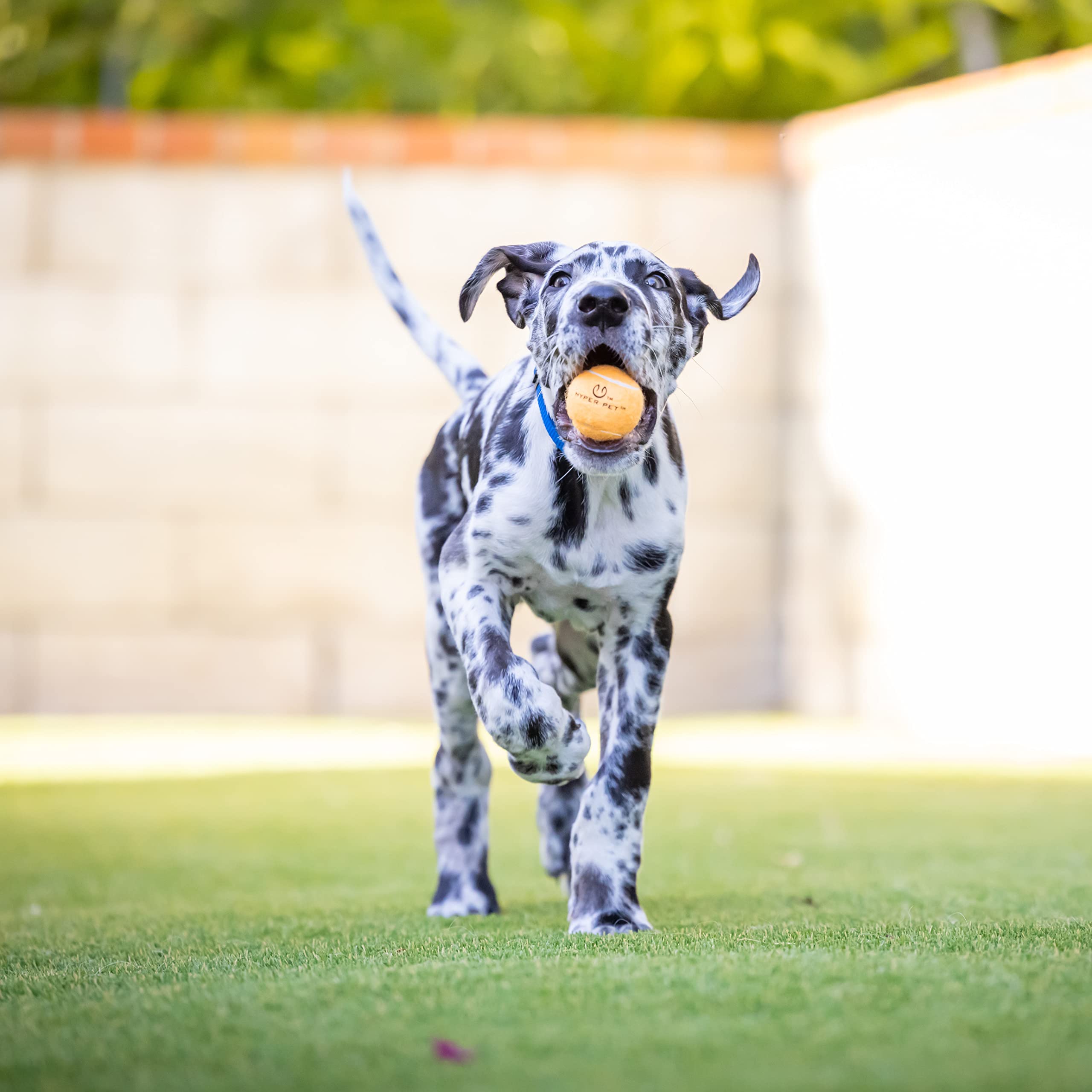 Kannon en acción con pelotas Hyper Pet para juego activo