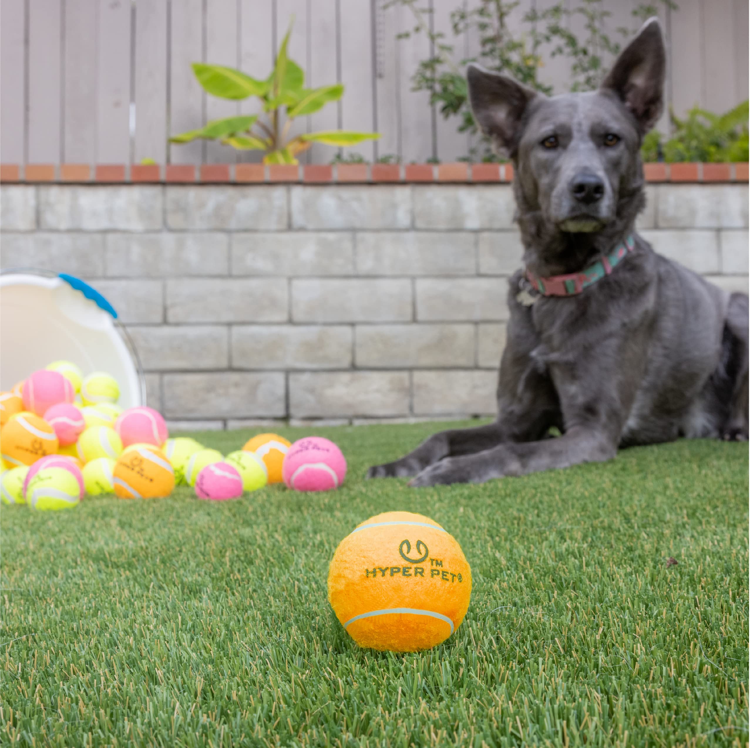 Pelota rosa Hyper Pet mini tenis para perros en césped
