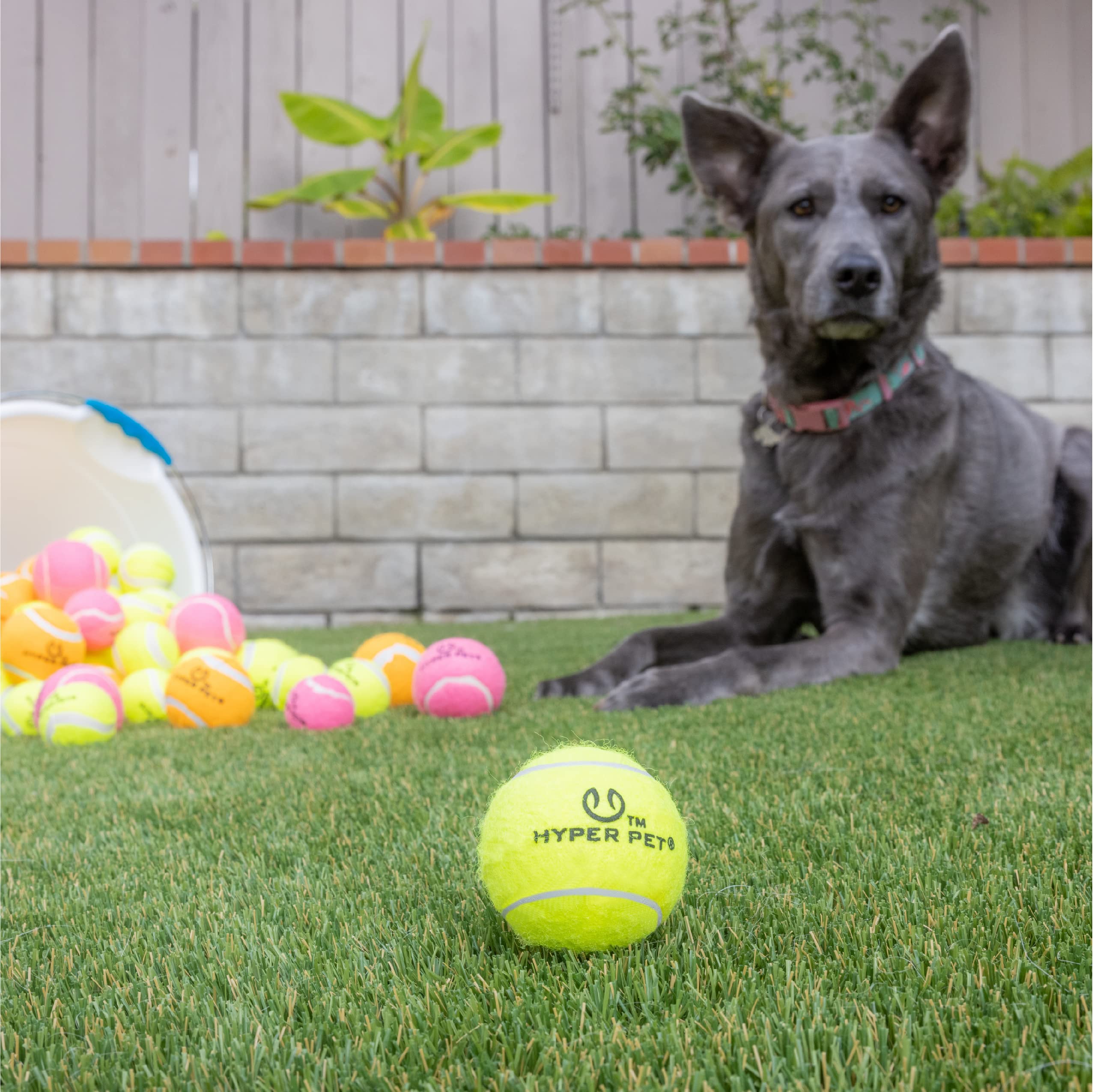 Hyper Pet pelotas-tenis-perro-verde-04: flotan para diversión en piscina.