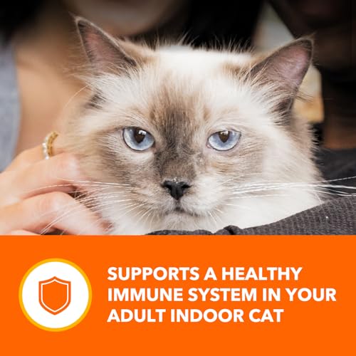 IAMS Sin conservantes Indoor, opción natural para gatos