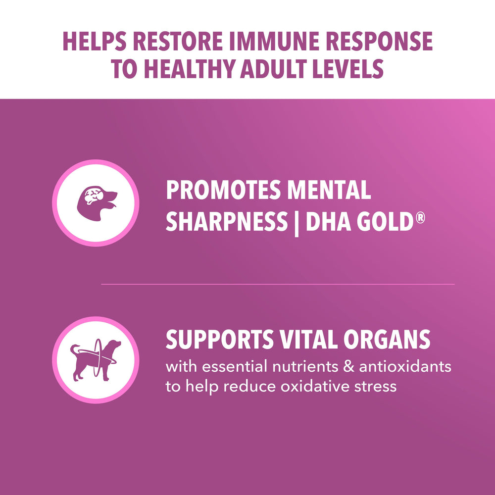 Antioxidantes de IAMS Proactive Health fortalecen el sistema inmunológico de perros senior.