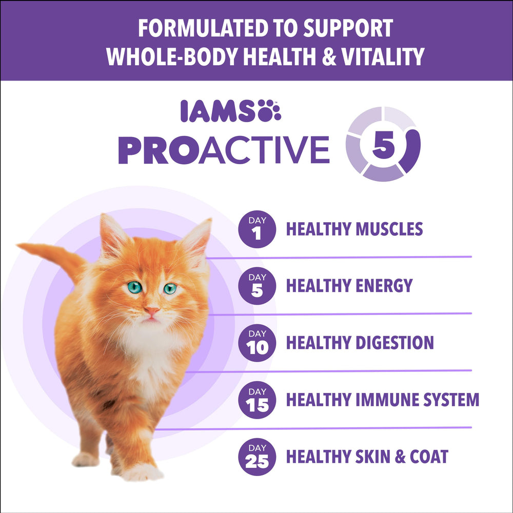 IAMS Proactive Health Gatito Activo Jugando: energía para juego diario.