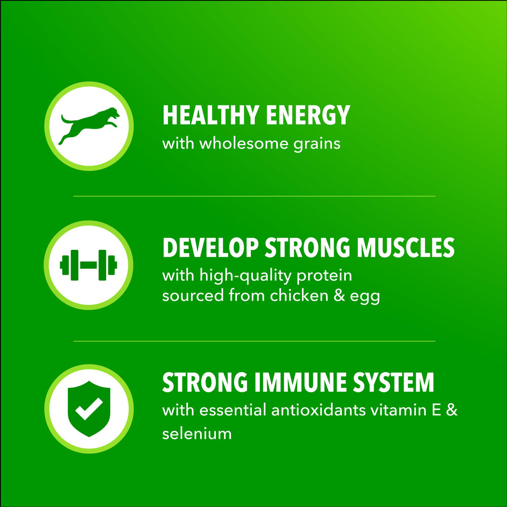 IAMS Proactive Health Minichunks, antioxidantes para apoyo al sistema inmune