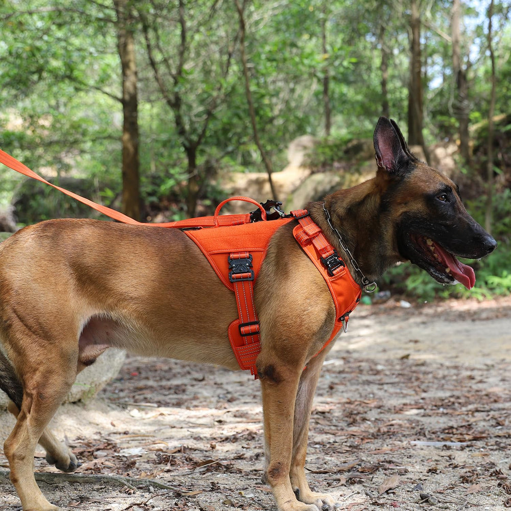 Arnés ICEFANG con reflectivo para perros grandes al caminar.